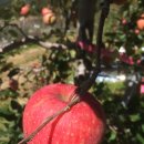 하늘재농장 이미지