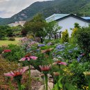 고흥-10호 이미지