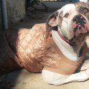 아델리오 이미지