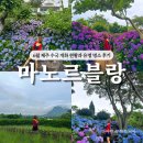 안성리-6 | [공지] 제주 마노르블랑 서귀포 수국 명소 솔직후기 (개화 현황)