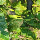 성화세탁소 이미지