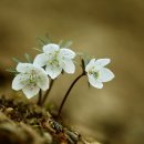 바람꽃뜰 이미지