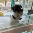 동탄강아지분양 도그데이 이미지