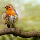 새야새야 이미지