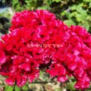 복을 부르는 민화 이미지