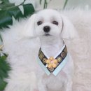 왈왈미용실 이미지