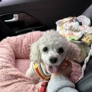 단풍이네 그루밍샵 | 강아지랑 남산타워 단풍 구경🐶🍁 남산백범광장 산책 코스 추천 (주차, 영창상가, 남대문시장 애견용품)