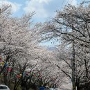 화개십리벚꽃길 | 전국 봄꽃 명소 /구례 및 하동 벚꽃 개화현황(2025.4.2.기준) 십리벚꽃길 &amp; 쌍계사&amp;화개장터 방문후기