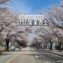 남대천 | 강원도 양양 속초 벚꽃 실시간 개화 상태 남대천 축제 후기