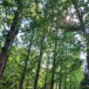 산림자원연구소 다시 가도 좋은 푸르름 이미지