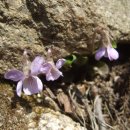 진달래약수터 이미지