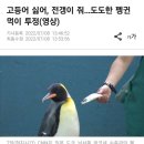 고등어 싫어, 전갱이 줘…도도한 펭귄 먹이 투정(영상) 이미지