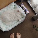 행복하게 달리는 집사 이미지