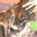 오파네 Daum카페