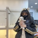 퍼피냥 이미지