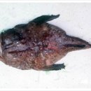 진성장어 이미지