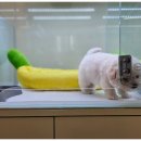 대구강아지분양 마마스미독 본점 이미지