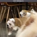 키라