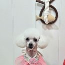 메리몰펫샵(사직점) 이미지