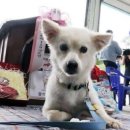 백구로-1 이미지