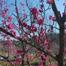 우리산약초