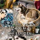 신광가방 | 안산 중앙동 실내 데이트 애견카페🐶 오르치 그르치 방문후기