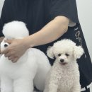 안산애견미용학원의 후회없는 수강 후기