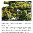 사람들이 잘 모르는 울릉도 호박엿의 진실 이미지