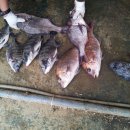 동산낚시터 이미지