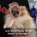 펫피아 동물병원 | 2018 일산 프리미엄 펫쇼 참가업체 호랑맘은 나름 만족스러웠다개