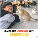 커피랑 | 대구 동성로 고양이카페 추천｜아이와 가기 좋은 실내데이트 양이랑커피랑 후기