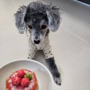 pet58거8259 | 2026 대구 펫쇼 펫페어 케이펫페어 대구 시즌1 사전등록해서 무료입장하기
