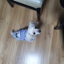 야옹아 멍멍해봐 평거점 이미지