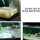 자연스러운 민물고기 어항을 위한 바닥재의 선택 이미지