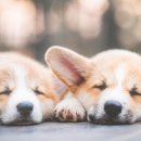 호수약국 이미지