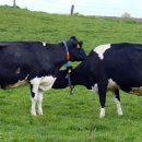 한우번식축산 이미지