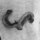 기장i동물의료센터 이미지