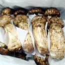 이보푸드 이미지