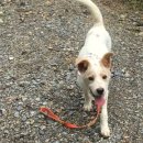 용인시 동물보호센터 이미지