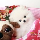 예쁜 강아지 이미지