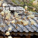 창원의집 | 부산근교 주말나들이 꽃구경 창원 창원의집 목련