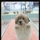 부산강아지분양 퍼피몰리 이미지