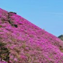 25년 4월 3일 제934차 빛고을새즈믄산악회 정기산행안내 천주산(639m)(창원)&amp;진달래축제 이미지