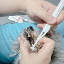 천호동물병원 이미지