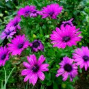 오스테오인 이미지