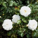 가음정사거리 이미지