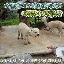미소농장 | [대관령 아기동물농장] 24개월 아기랑 평일 방문 대만족 후기!