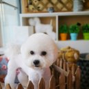 도그비숑 이미지
