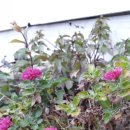 강화배꽃집 이미지