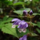 향기마을 이미지